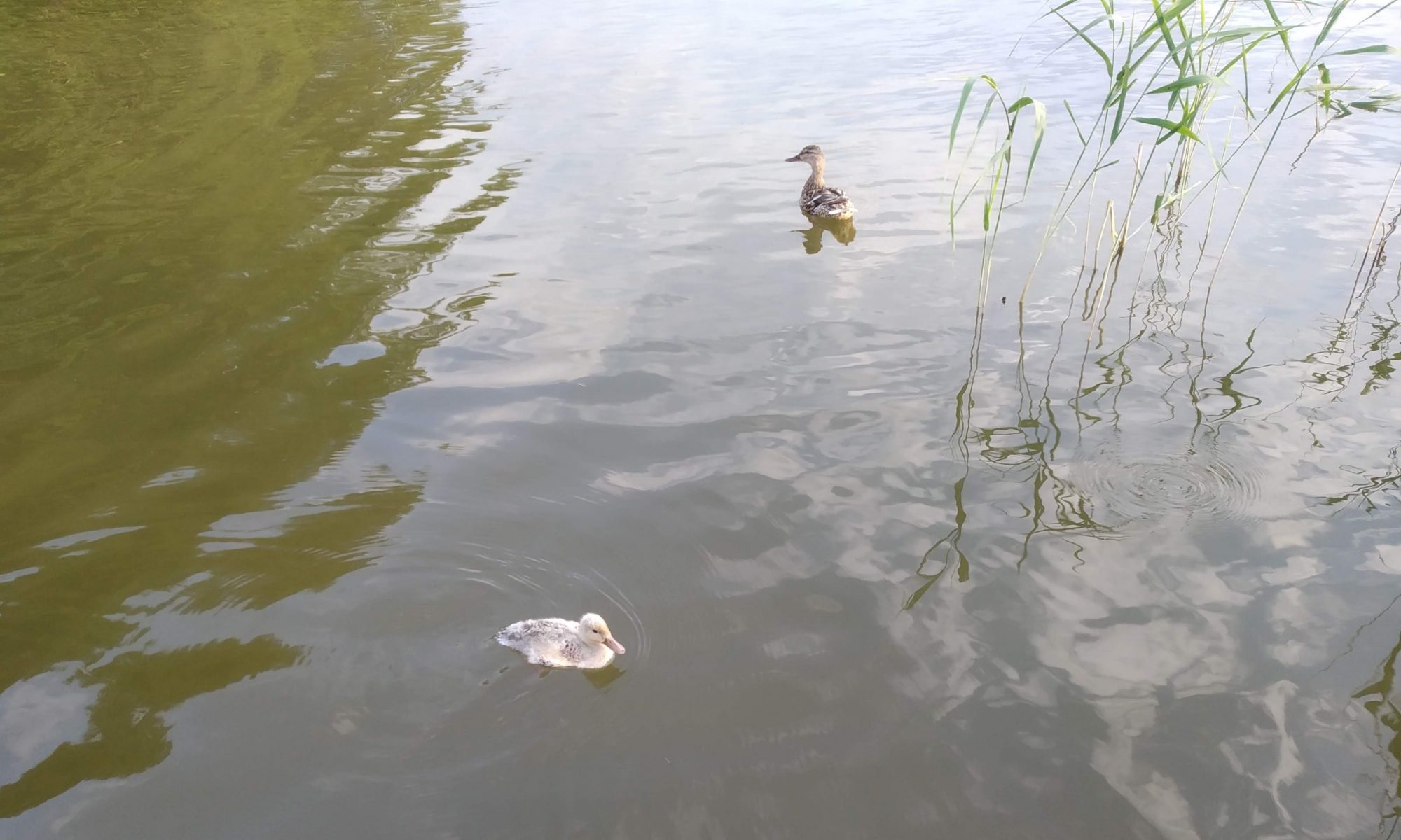 Willkommen auf Elbskipper.net!